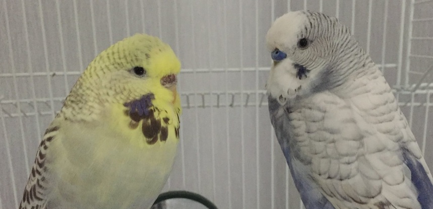 My pet budgies Bella and Jinky