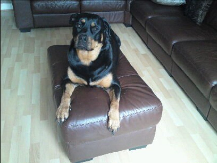Rottweiler dog Kiya Quinn on couch