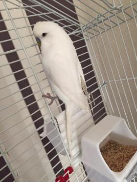 Snowy the white budgie