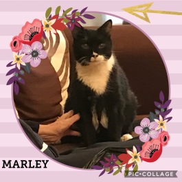 Marley - Black and White Cat
