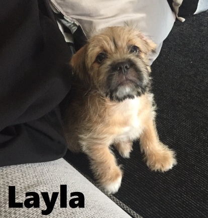 Layla Staff Shih Tzu Mix Dog